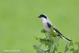 Averla cenerìna (Lanius minor)
