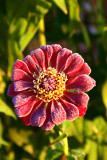 Frosty Zinnia