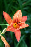 Day Lily - 3