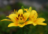 Day Lily - 4