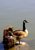 Goose Outlook