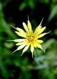 Goats Beard - 2