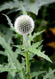 Prickely Beauty