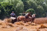 Mennonite - Taking off the Wheat