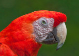 Brilliant Macaw