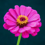 Zinnia 1