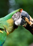 Macaw - 2