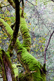 Mossy Limbs