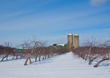 Orchard at Rest