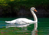 Mute Swan