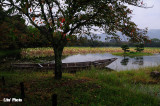 DSC_9771.jpg