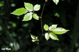 DSC_2724.jpg