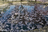 DSC_8979.jpg