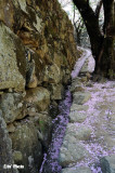 DSC_9075.jpg