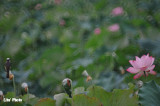 DSC_2956.jpg