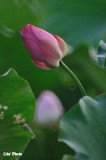 DSC_3794.jpg