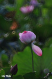 DSC_3828.jpg