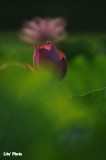DSC_3194.jpg
