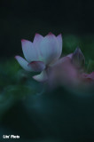 DSC_3245.jpg