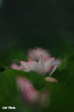 DSC_3394.jpg