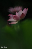 DSC_3406.jpg