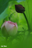 DSC_3504.jpg