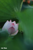DSC_3642.jpg