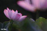 DSC_4079.jpg