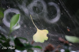 DSC_7768.jpg