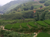 Sapa