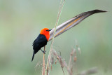 Scarlet-headed Blackbird