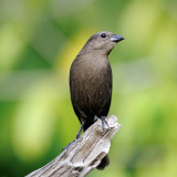 Shiny Cowbird