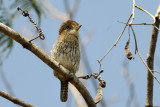 Striolated Puffbird