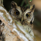 Tropical-Screech Owl