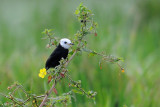 White-headed Marsh-tyrant