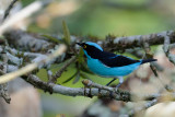 Black-faced Dacnis