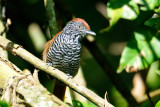 Chestnut-backed Antshrike