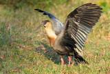 Buff-necked Ibis