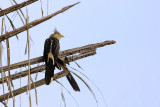 Guira-Cuckoo-bp