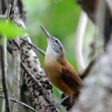 Long-billed Wren