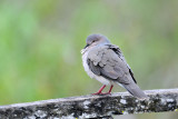 White-tipped Dove