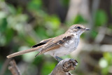 Chat Flycatcher