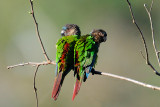 Madeira Parakeet