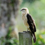 Yellow-headed Caracara