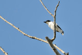 Black-crowned Tityra