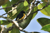 White-vented Euphonia