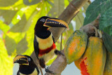 Chestnut-eared Aracari