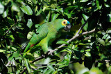 Blue-fronted Parrot