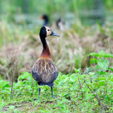 White-faced Whistling-duck