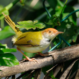 Common Tailorbird